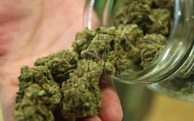 Trị gãy xương đùi bằng cần sa