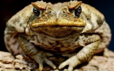 4 người bị ngộ độc do ăn cóc nướng, 1 người tử vong