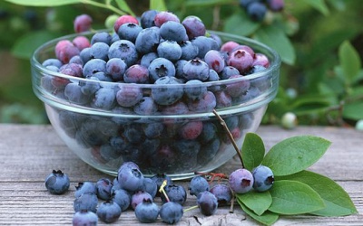 Phòng nhiều bệnh bằng quả việt quất