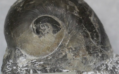 Phát hiện hóa thạch hơn 240 triệu năm ở Nghệ An