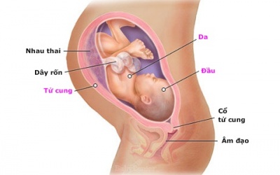 Thai nhi quay đầu khi nào?