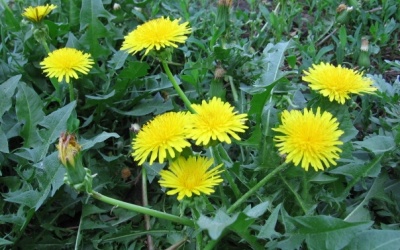 Lợi ích sức khỏe cuả bồ công anh