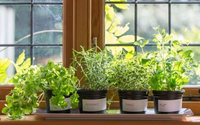 Những loại cây cảnh trong nhà có tác dụng làm thuốc