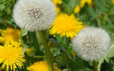 Bồ công anh chữa viêm tuyến vú