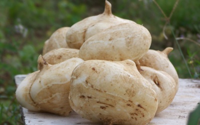 Những tác dụng không ngờ từ củ đậu