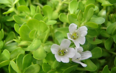 Rau đắng biển: Thảo mộc quý nhiều công dụng