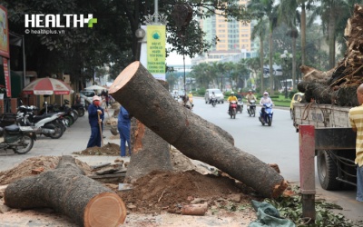 Vụ chặt hạ 6.700 cây xanh: Số gỗ bán được hơn 1 tỷ đồng