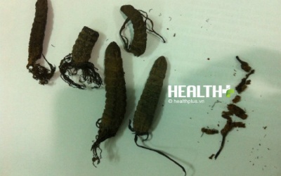 Đông trùng hạ thảo: Tăng cường miễn dịch, ngừa khối u