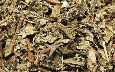 Bệnh nhân tử vong do suy gan nặng: Nghi do uống chè dây