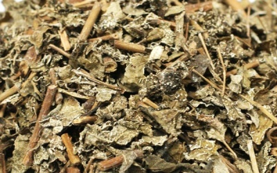 Tử vong vì uống chè dây Sapa