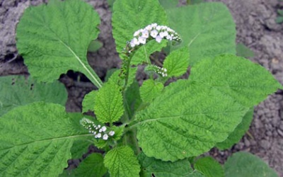 Ngộ độc vì uống nước lá cây vòi voi