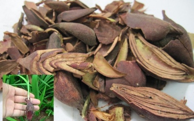 Sâm đại hành có chữa được ung thư máu?