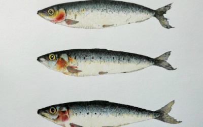 Có gì hay ho về loài cá có kiếp trước là chim ngói?