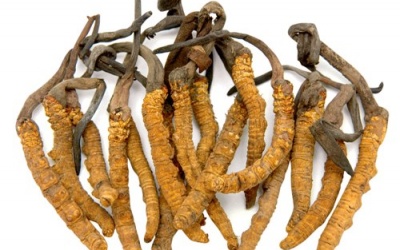 Việt Nam đã nuôi cấy thành công đông trùng hạ thảo