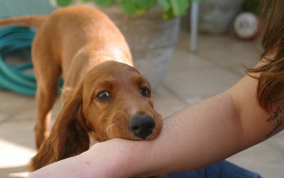 Bị chó cắn: Có phải tiêm phòng dại không?