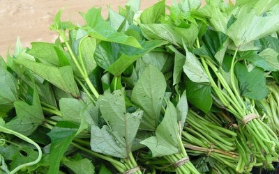 Giảm đường huyết với rau lang dân dã