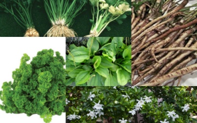 Thảo mộc nào giúp giải độc phòng ngừa suy thận?