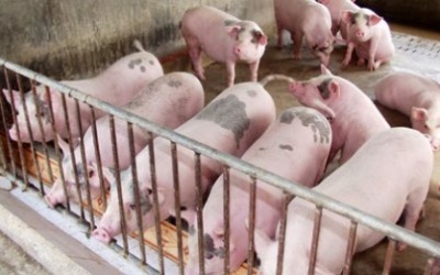 Sẽ có lộ trình cấm sử dụng thuốc kháng sinh trong chăn nuôi