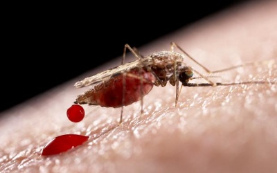 Những bí mật có thể bạn chưa biết về muỗi