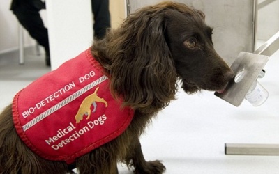 Anh: Dùng chó 'đánh hơi' bệnh ung thư