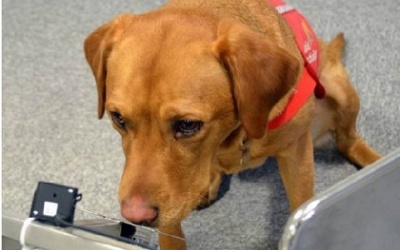 Dùng chó để 'đánh hơi' bệnh ung thư