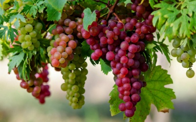 Lột vỏ bỏ hạt, nho còn lại gì?