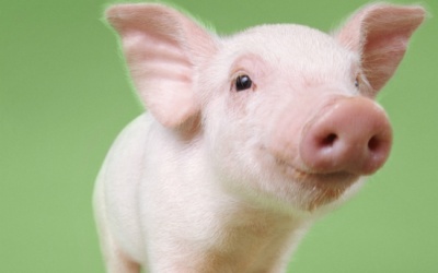 Nội tạng lợn có thể ghép được cho người?