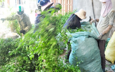 Lùng sục tìm cây vằng làm cao chữa bệnh