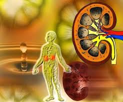 Không dùng Nitrofurantoin cho bệnh nhân suy thận