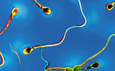 Quần lót thông minh giúp bảo vệ tinh trùng