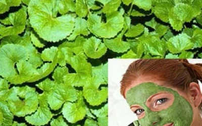 Hết sẹo lồi nhờ rau má