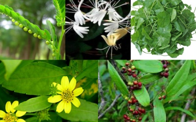 Tiêu độc, mát gan nhờ các thảo dược tự nhiên