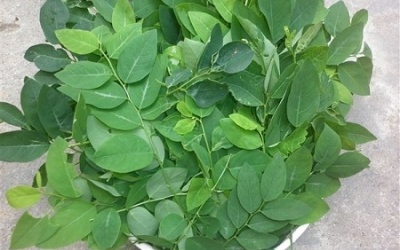 13 công dụng tuyệt vời của rau ngót đối với sức khỏe