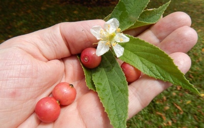 Quả trứng cá - 'Vị thuốc' gắn liền với tuổi thơ