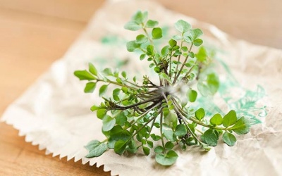 Trồng cây trong nhà, chăm da khỏe đẹp