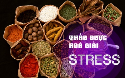Điểm mặt những 'siêu thảo dược' hoá giải stress