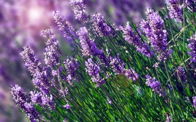 Trị bệnh bằng tinh dầu Lavender 