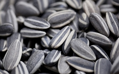 Hạt hướng dương có lợi cho sức khỏe