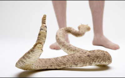 Rắn cắn: Đừng vội hoang mang
