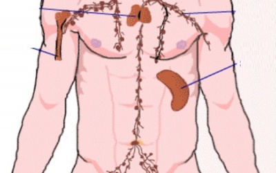 Cách tự nhiên làm sạch hệ bạch huyết