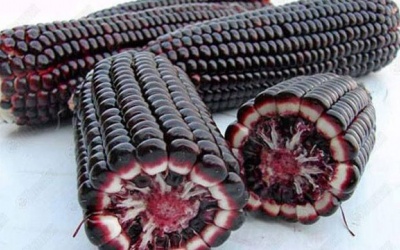 Ngô tím phòng tăng huyết áp, ung thư