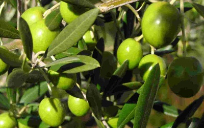 Giảm mỡ máu bằng lá cây olive