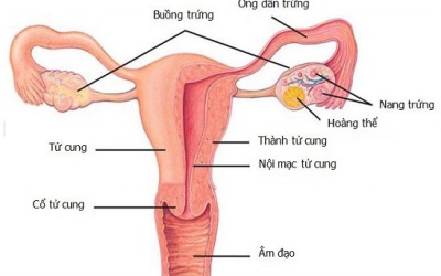 Trứng lép – Nguyên nhân gây vô sinh, hiếm muộn