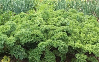 Cải xoăn Kale và những giá trị dinh dưỡng không tưởng