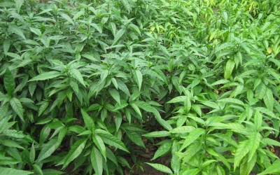 Cây hoàn ngọc - Khắc tinh của các vấn đề tiêu hóa