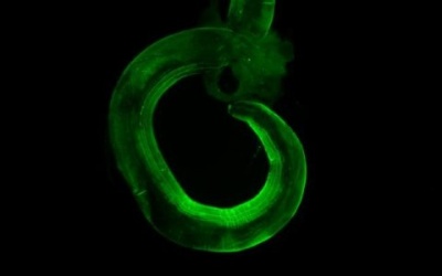 Giun đường ruột giúp tăng cường hệ miễn dịch