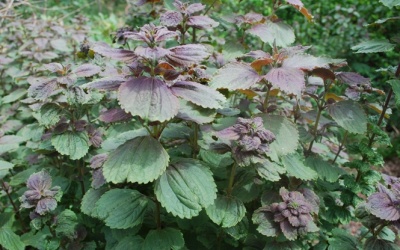 Rau tía tô: Thảo dược quý ngay trong vườn nhà