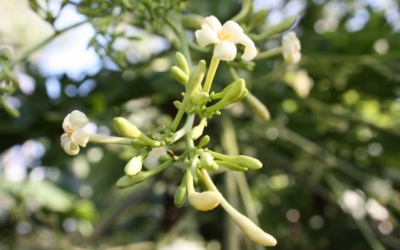 Hoa đu đủ đực: Giải pháp chữa ho mùa lạnh hiệu quả