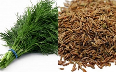 Hạt thì là – loại thuốc quý trong nhà