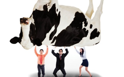 Gom 3 tỷ đô xếp hàng chờ được mua bò